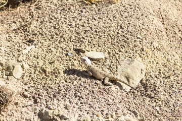 Steppe agama close up, Mangystau desert