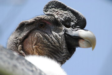 Cóndor 