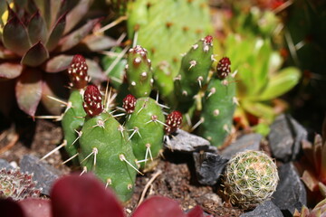 Coryphantha Escobaria vivipara neomexicana Opuntia fragilis var. brachyclada 