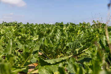 Fototapeta na wymiar a field with sugar beet for industrial use