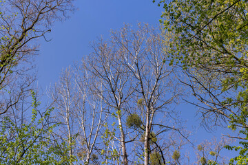 new green foliage on deciduous trees in the forest in the spring season