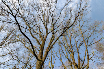 Fototapeta na wymiar trees of different varieties in the spring season