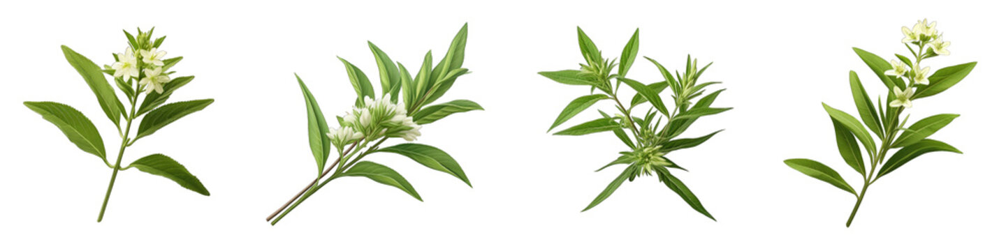 Lemon Verbena flower clipart collection, vector, icons isolated on transparent background