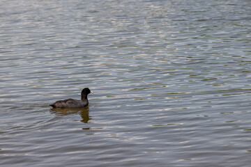 wild black coots swimming in the lake