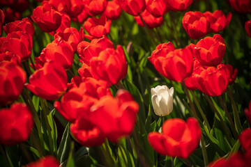 A white tulip surrounded by red tulips in the Netherlands