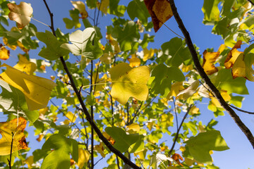 tulip tree in the autumn season with foliage changing color