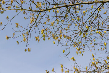 a flowering maple tree in the spring season, a spring park