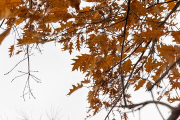 yellowed oak foliage in the park
