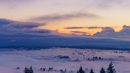 Trees poking through low-lying cloud inversion over Fraser Valley, BC, at sunrise.
