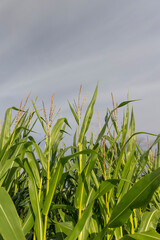 Obraz premium harvest corn for sale and income