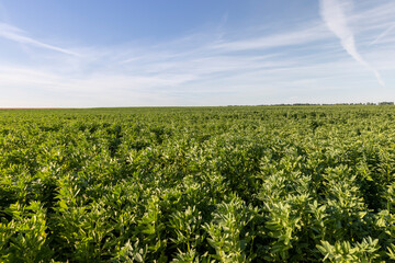 Fototapeta na wymiar growing beans for food production
