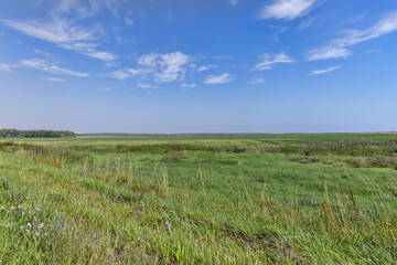 field with green grasses and plants for animal husbandry