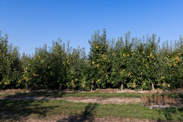 ripe harvest of apples hanging on trees, orchard