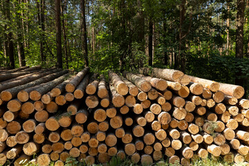 sawn and stacked pine logs in the forest during logging