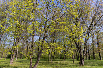 different types of trees in the park in sunny weather