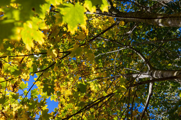 Maple foliage that has changed color in autumn