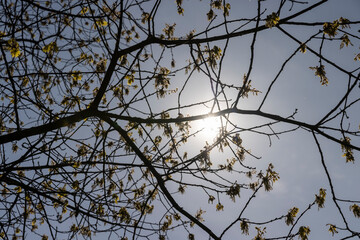 a flowering maple tree in the spring season, a spring park