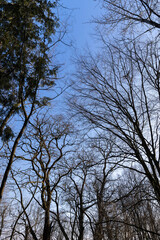 Bare trees in early spring in sunny clear weather
