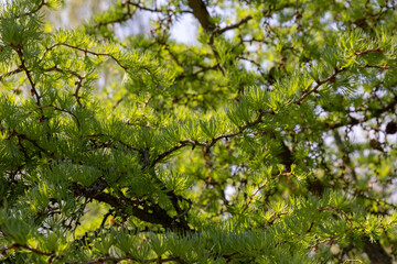 soft green needles on larch in spring, close-up