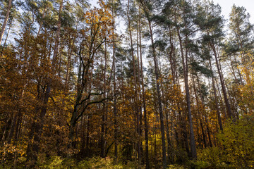 tall pine trees in the forest in the summer