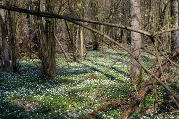 the first spring flowers of anemone are white in a mixed forest