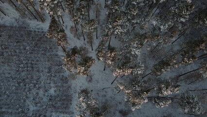 hoarfrost trees from above