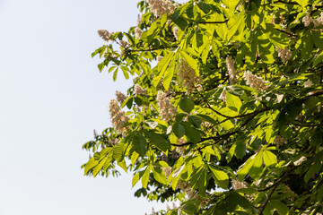 chestnut trees during spring flowering