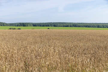 a field with cereals in sunny summer weather