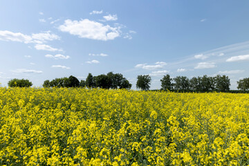 Obraz premium a field in spring during the flowering of rapeseed