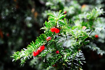 Red berries of an English Yew