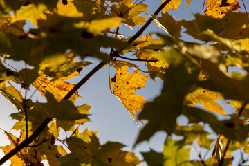 Yellowing maple foliage in the autumn season