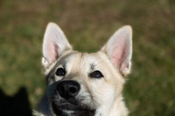 Norwegian Buhund Puppy Closeup Looking Up