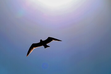 Soaring seagull over the sea in the blue sky in the sun's rays