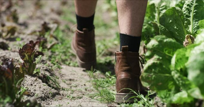 Person, shoes and farming on agriculture field or dirt mud in plant harvest, crop in summer nature. Worker, boots and environment land for gardening employee for development, organic food in soil