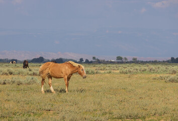 Wild Horse in Summer in the Wyoming Desert