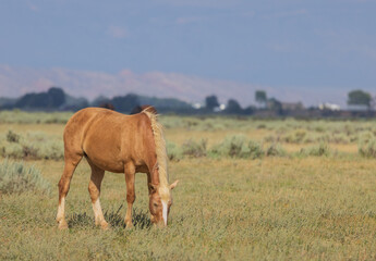 Wild Horse in Summer in the Wyoming Desert