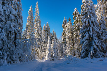 Zimowy Las - Karpacz - Karkonosze © Ola i Eryk