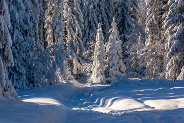 Zima w Lesie - 690722907