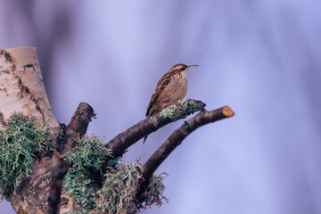 Short-toed Treecreeper.-Certhia brachydactyla
The treecreeper has arrived at the autumn stage for the photo shoot