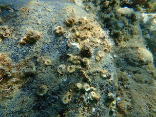 Tubeworm polychaete or bristleworm, spiral tubeworms (Janua heterostropha) undersea, Aegean Sea,...