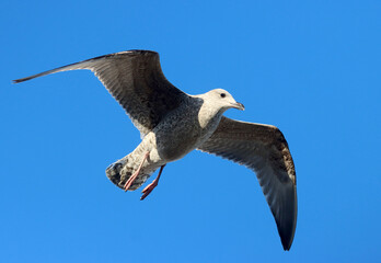 seagull