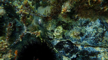 Tubeworm polychaete or bristleworm, spiral tubeworms (Janua heterostropha) undersea, Aegean Sea, Greece, Halkidiki