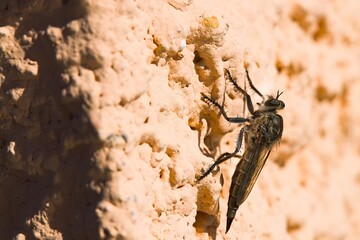 A Machimus atricapillus, perched on a plastered wall in Sardinia, captured in the act with a mid-air wasp. Nature's intricate drama unfolds as the insect world collides on a sunlit surface.