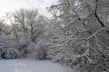 Beautiful snowy landscape. Winter nature - seasonal concept.