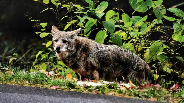 Coyote in Great Smoky Mountains National Park. Wildlife watching.