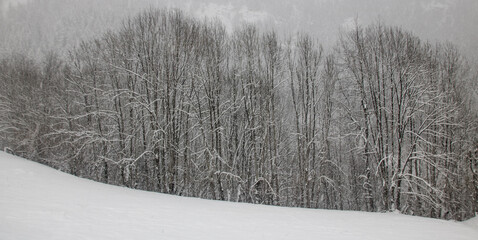 Naklejka premium arbres sous la neige. chutes de neige en hiver