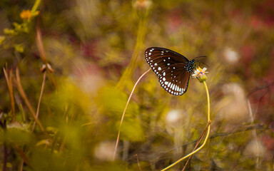 Butterfly on a Flower