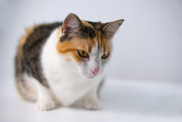 Tricolored Cat Sitting On White Table on Gray Background