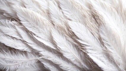 Close-Up of a White Feather on a Black Background