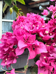 Beautiful pink blooming flowers